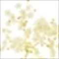 Elderflower